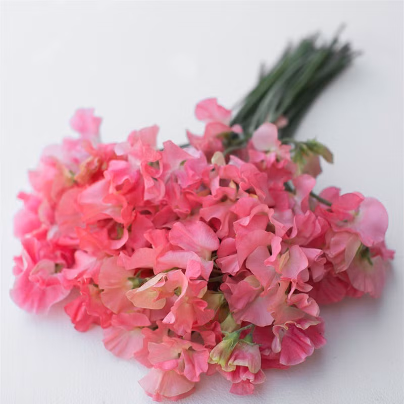 Hoa của nó thường được trồng làm cảnh, cắm chưng trong nhà, làm hoa cưới…