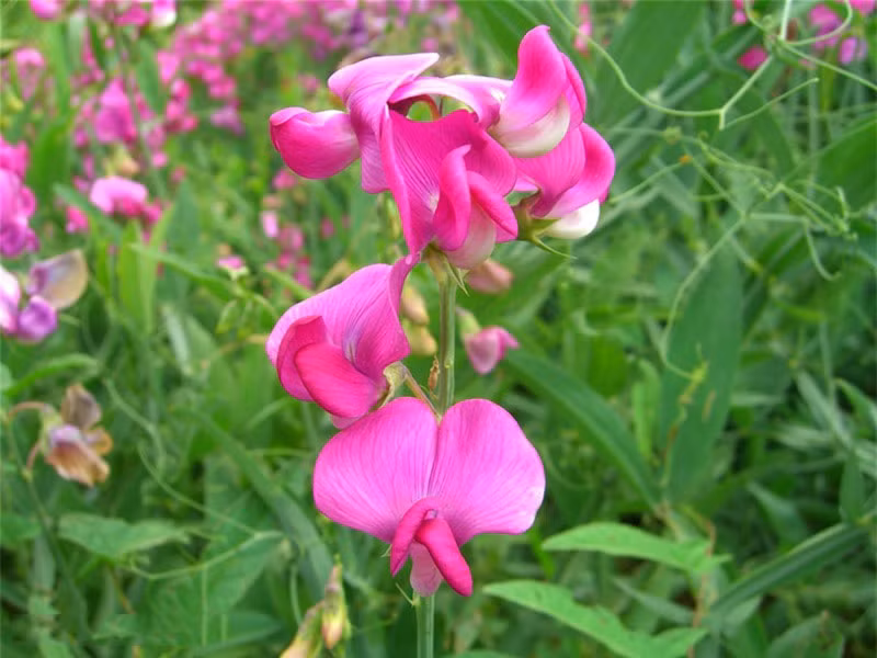 Đây là loài thực vật có hoa trong họ Đậu.