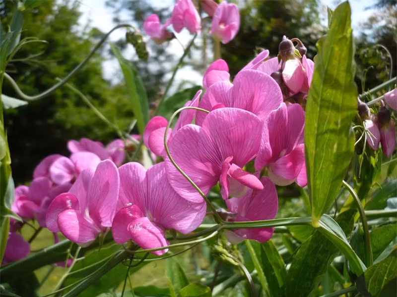  Hoa hương đậu có tên khoa học là Lathyrus odoratus.