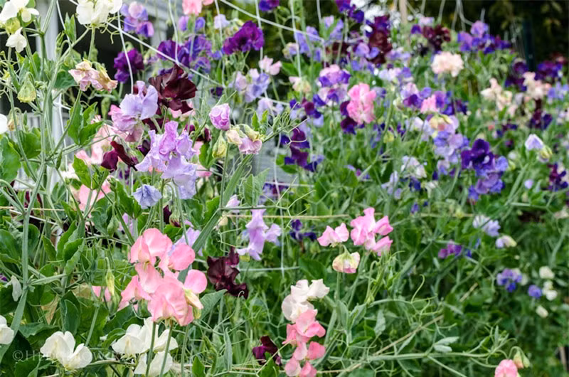 Hoa đậu ngọt là thực vật bản địa của miền Đông Địa Trung Hải.