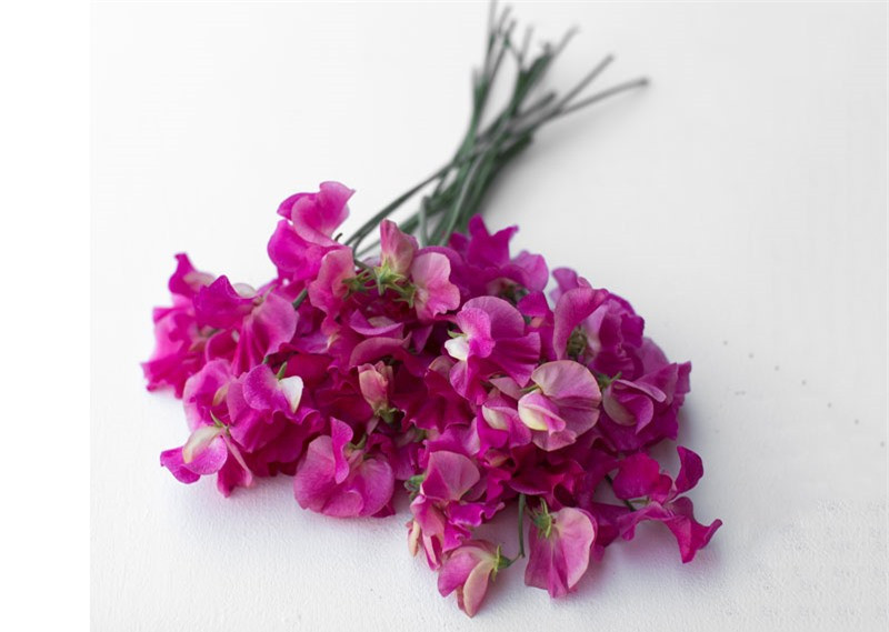 Hương đậu là loài thân leo một năm, mọc đến độ cao 1 - 2m (nếu có giàn đỡ).