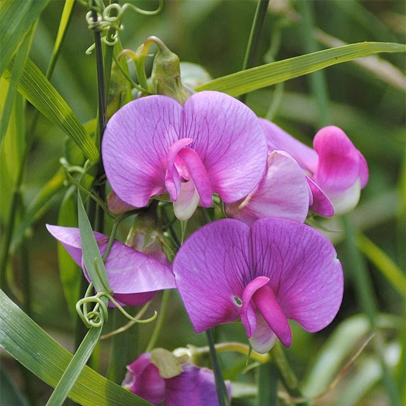 Các loài được trồng thường có hoa lớn hơn và nhiều màu.