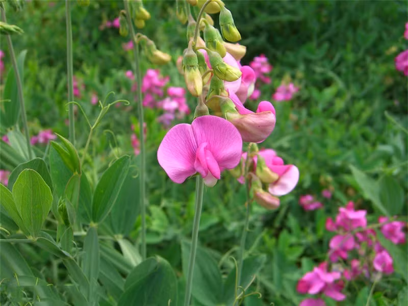 Đường kính hoa thường khoảng 2 - 3,5cm.