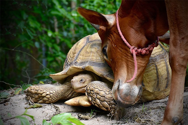 Tình bạn khó tin giữa bò con tật nguyền và rùa khổng lồ ảnh 5