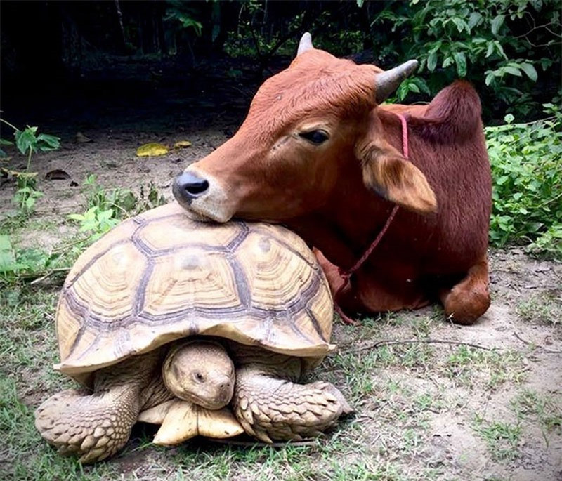 Tình bạn khó tin giữa bò con tật nguyền và rùa khổng lồ ảnh 6