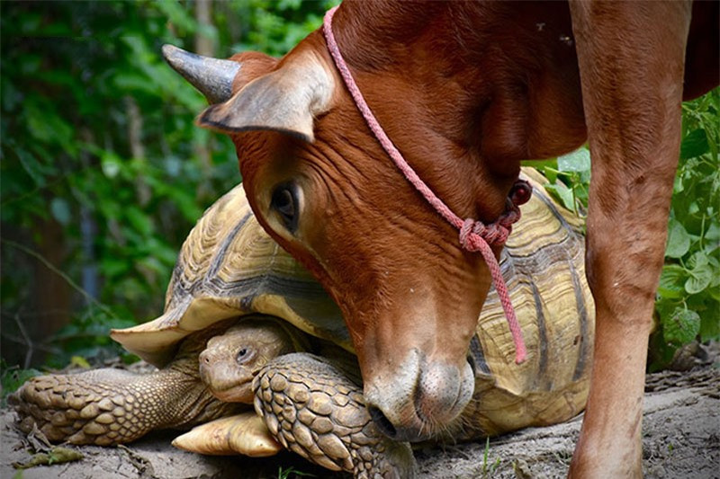 Tình bạn khó tin giữa bò con tật nguyền và rùa khổng lồ ảnh 3