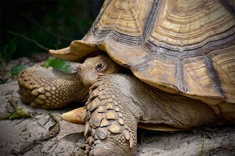 Tình bạn khó tin giữa bò con tật nguyền và rùa khổng lồ ảnh 1