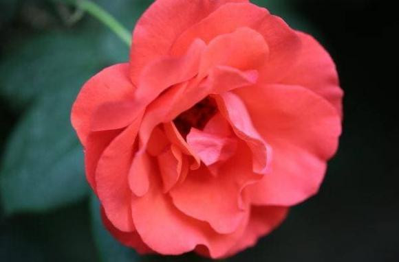 Vo sinh nhat vao ngay am lich nay, ban la ong chong may man-Hinh-4