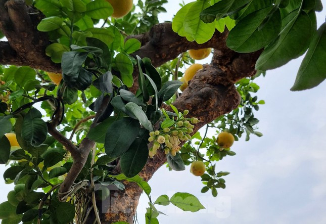 Ngắm cây bưởi trăm tuổi có chậu dát vàng ở Hưng Yên - Hình 7 Ngam cay buoi tram tuoi co chau dat vang o Hung Yen-Hinh-7