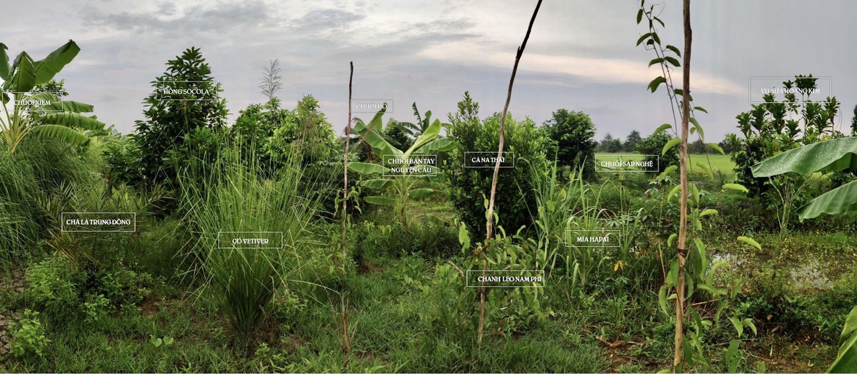 9X mien Tay me lam nong nghiep, trong ca mia Hawaii, dua chau Phi-Hinh-2