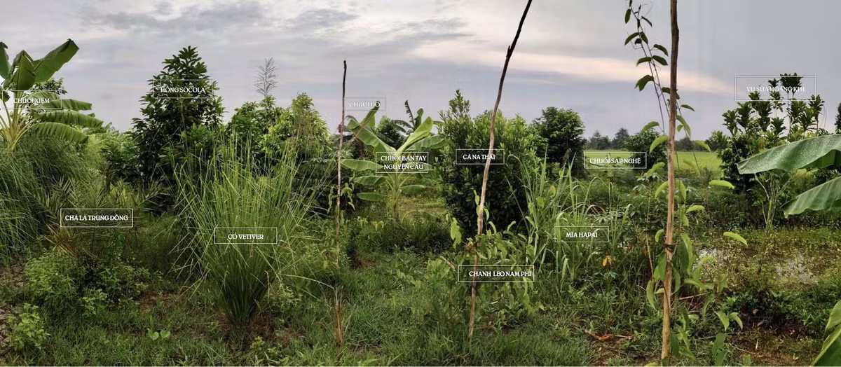 9X mien Tay me lam nong nghiep, trong ca mia Hawaii, dua chau Phi-Hinh-2