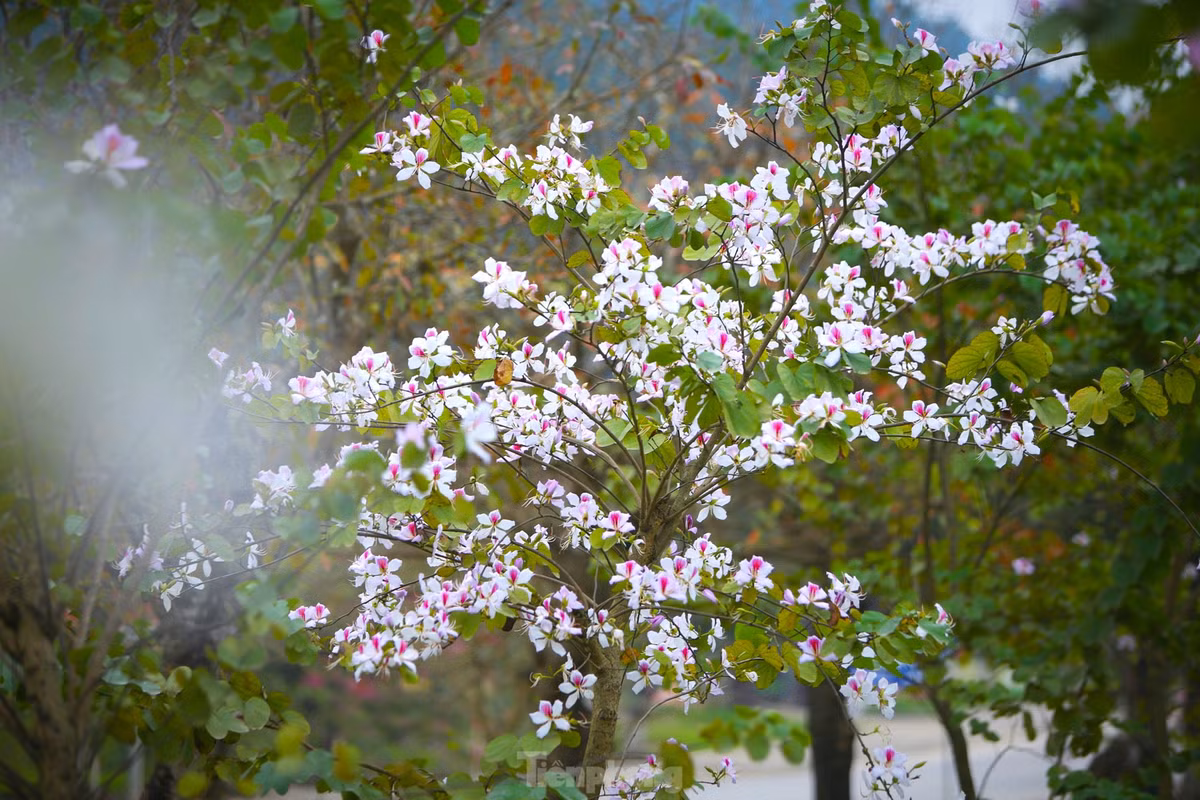 Dep nao long hoa ban o chung tich huyen thoai Truong Bon-Hinh-10