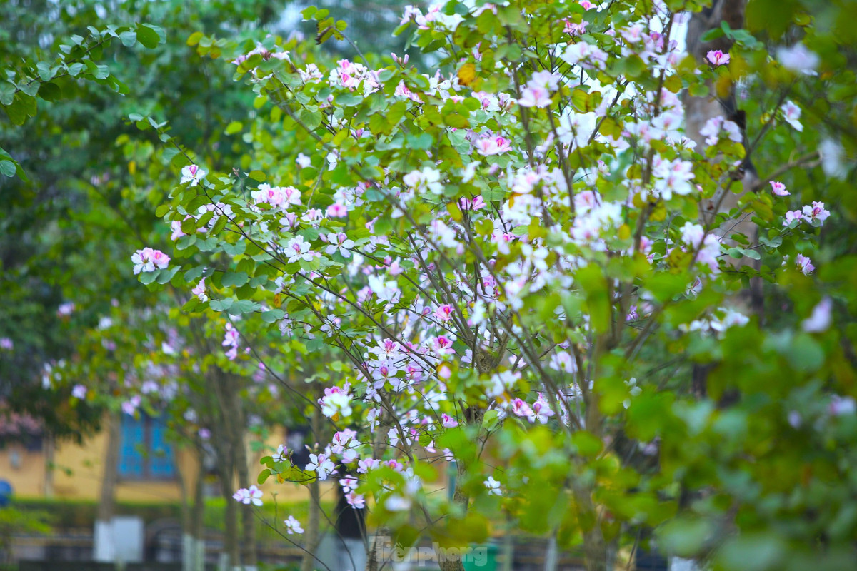 Dep nao long hoa ban o chung tich huyen thoai Truong Bon-Hinh-9