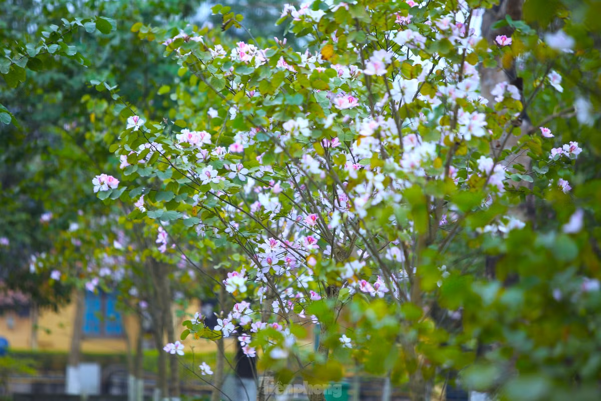 Dep nao long hoa ban o chung tich huyen thoai Truong Bon-Hinh-9