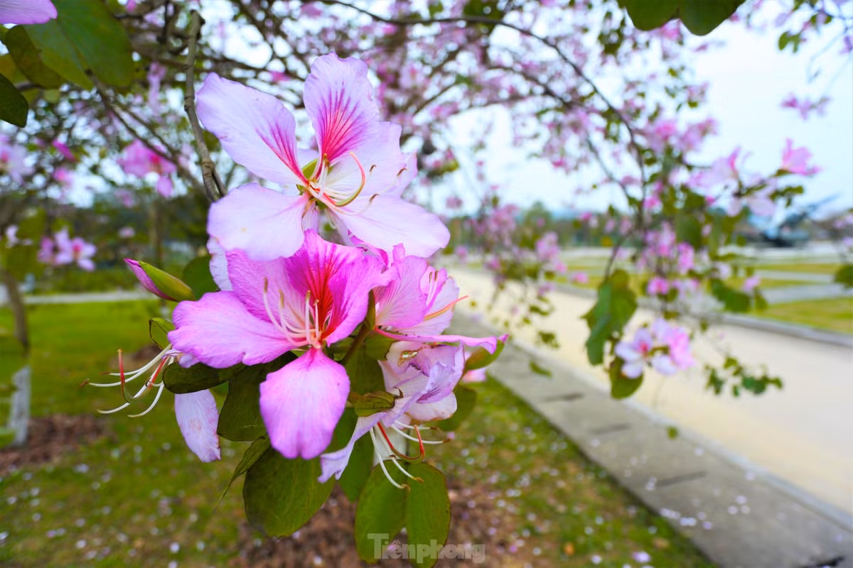 Dep nao long hoa ban o chung tich huyen thoai Truong Bon-Hinh-11