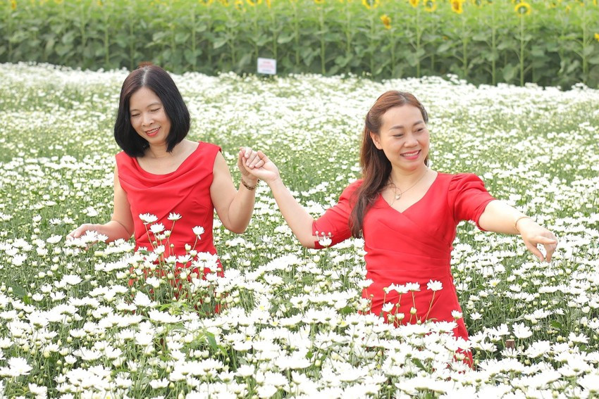 Vuon cuc hoa mi trai mua - diem den giai nhiet mua he tai xu Quang-Hinh-4