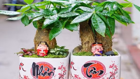 Nguoi thuoc 2 menh trong cay kim ngan se nhu 