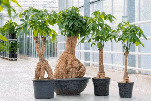 Nguoi thuoc 2 menh trong cay kim ngan se nhu 