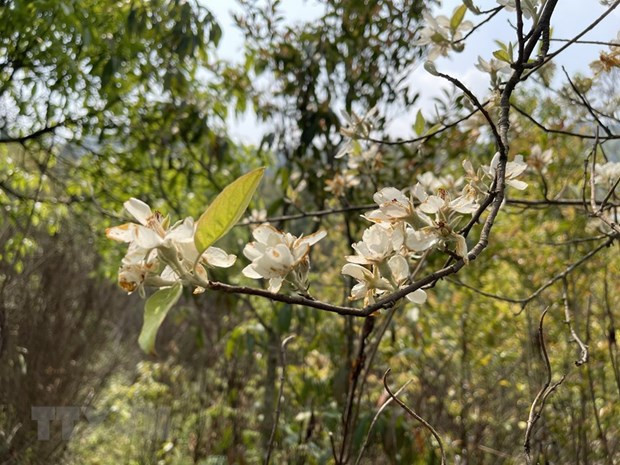 Yên Bái: Khám phá vẻ đẹp hoang sơ của đỉnh Lùng Cúng - Hình 2 Yen Bai: Kham pha ve dep hoang so cua dinh Lung Cung-Hinh-2