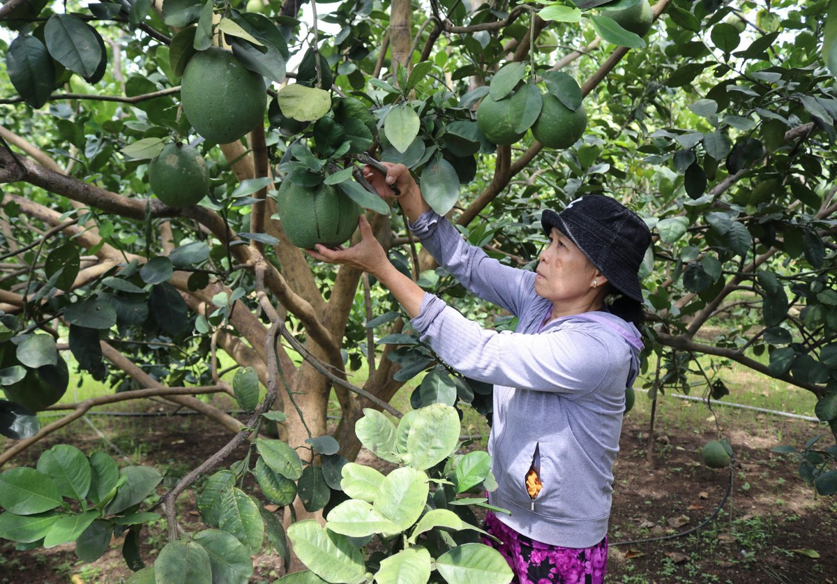 Thích thú với trải nghiệm du lịch sinh thái ở Ninh Thuận ảnh 8