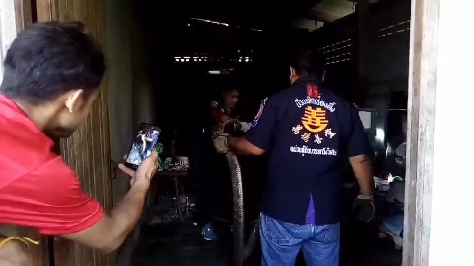 Video: Bò vào nhà dân, rắn hổ mang chúa dài hơn 6m bị tóm Video: Bo vao nha dan, ran ho mang chua dai hon 6m bi tom