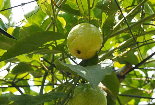 Kiem tien ty nho tao ra giong cay 