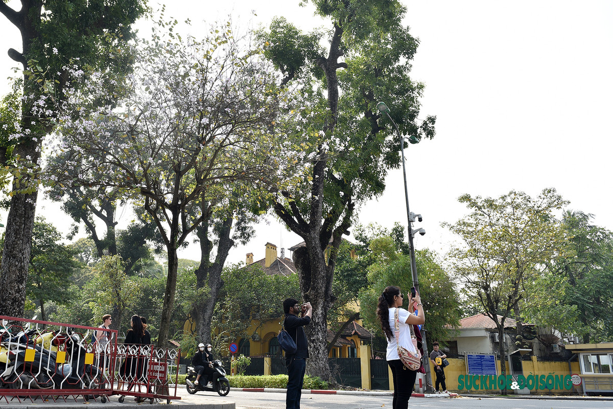 Không chỉ có người dân Thủ đô, du khách nước ngoài có dịp đến Việt Nam vào mùa hoa ban nở cũng phải ngỡ ngàng trước vẻ đẹp dịu dàng ấy.
