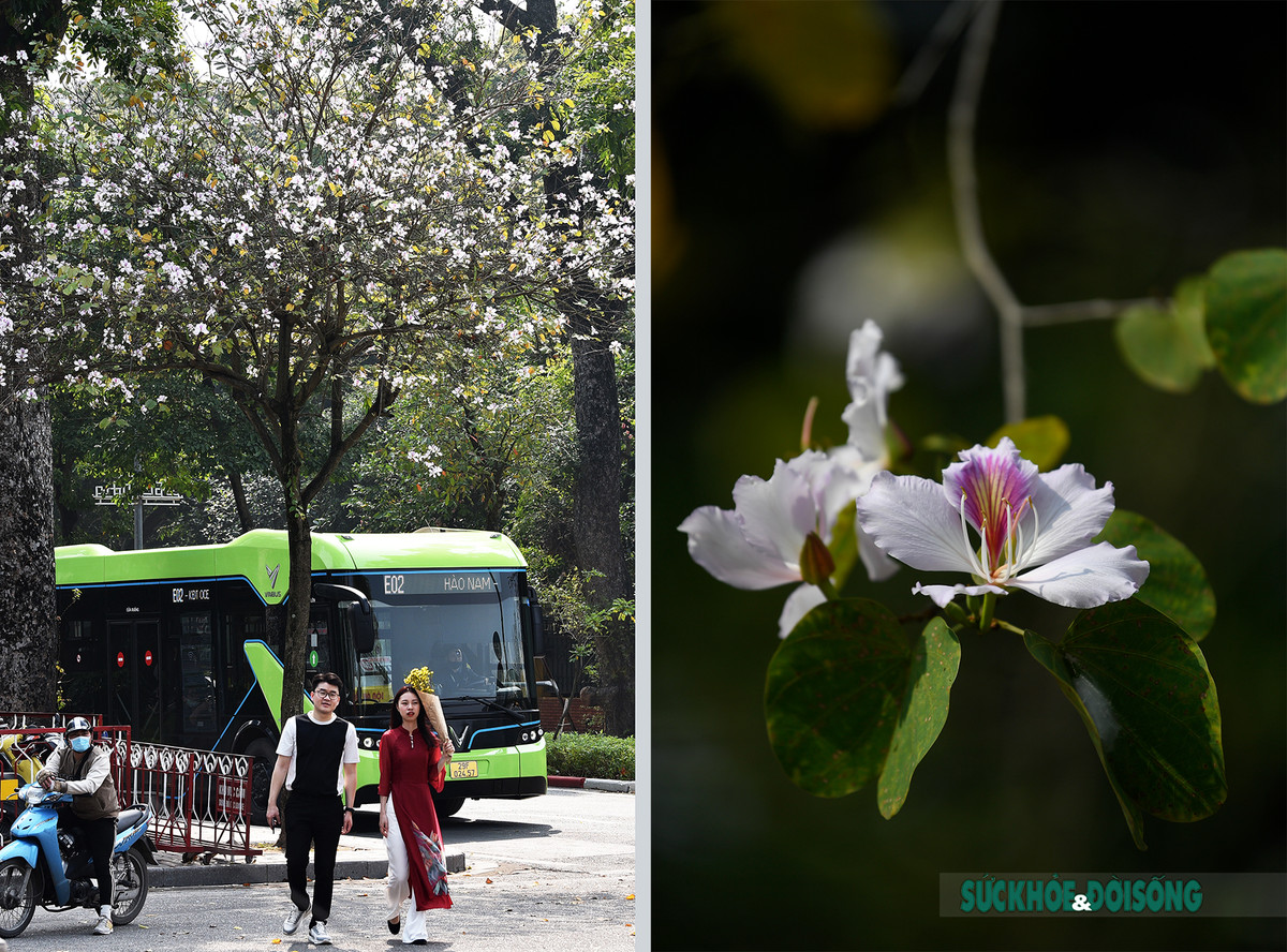 Tại Thủ đô, cây hoa ban được trồng nhiều ở những tuyến phố: Hoàng Diệu, Bắc Sơn, Yên Phụ... Vào mùa hoa nở, sắc trắng hoa ban bừng sáng, tạo nên một không gian tươi tắn, sinh động giữa lòng Hà Nội khiến bao bạn trẻ phải xốn xang.