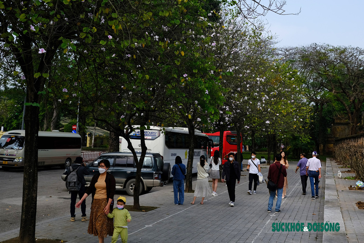 Các tuyến đường nhiều hoa ban như Nguyễn Du, Điện Biên Phủ, Trần Duy Hưng, Trần Phú... thu hút đông đảo người dân đến check in.