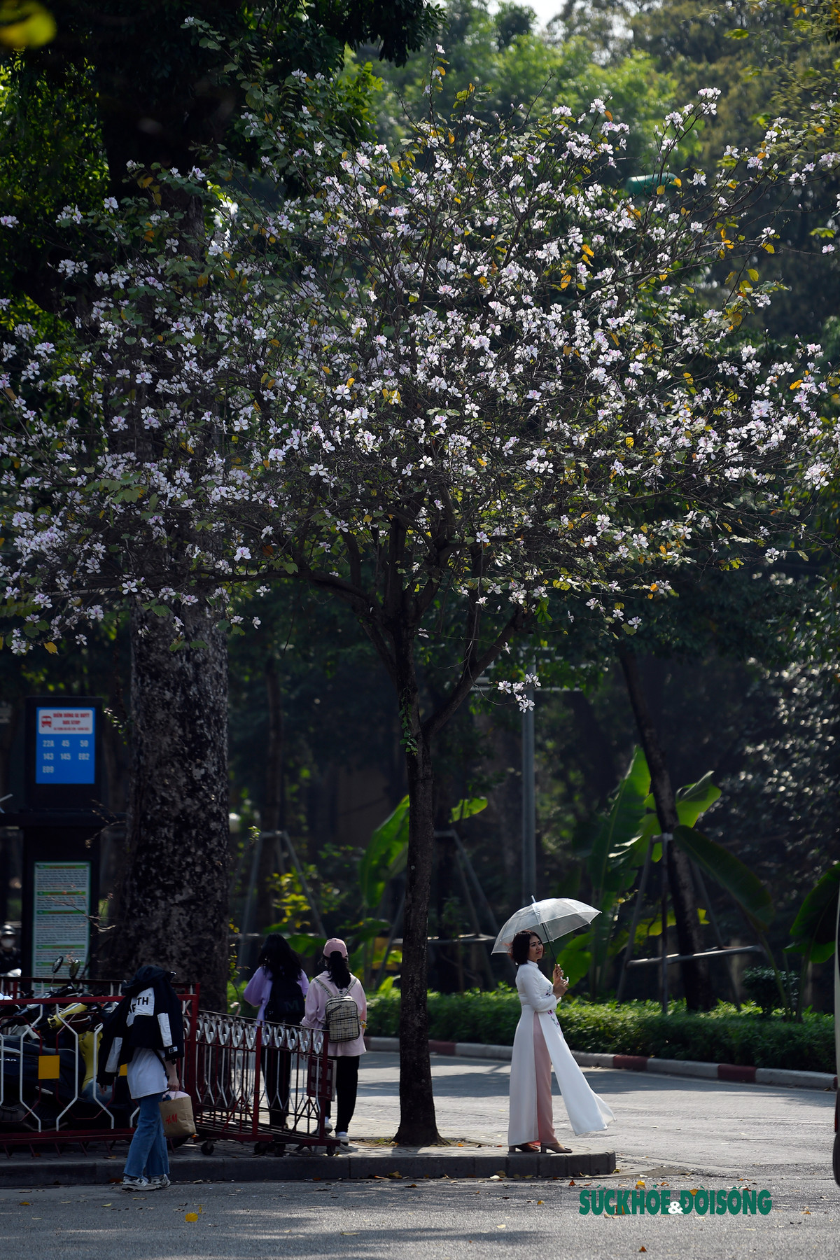 Thướt tha tà áo dài khoe sắc cùng hoa ban.