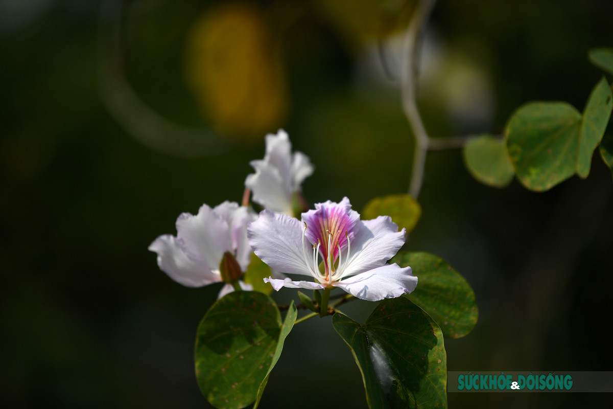 Hoa ban cùng họ với hoa bướm, mỗi hoa có 4 đến 5 cánh, nhị màu hồng, gân màu tím. Cánh hoa trắng muốt ôm lấy nhụy hoa...