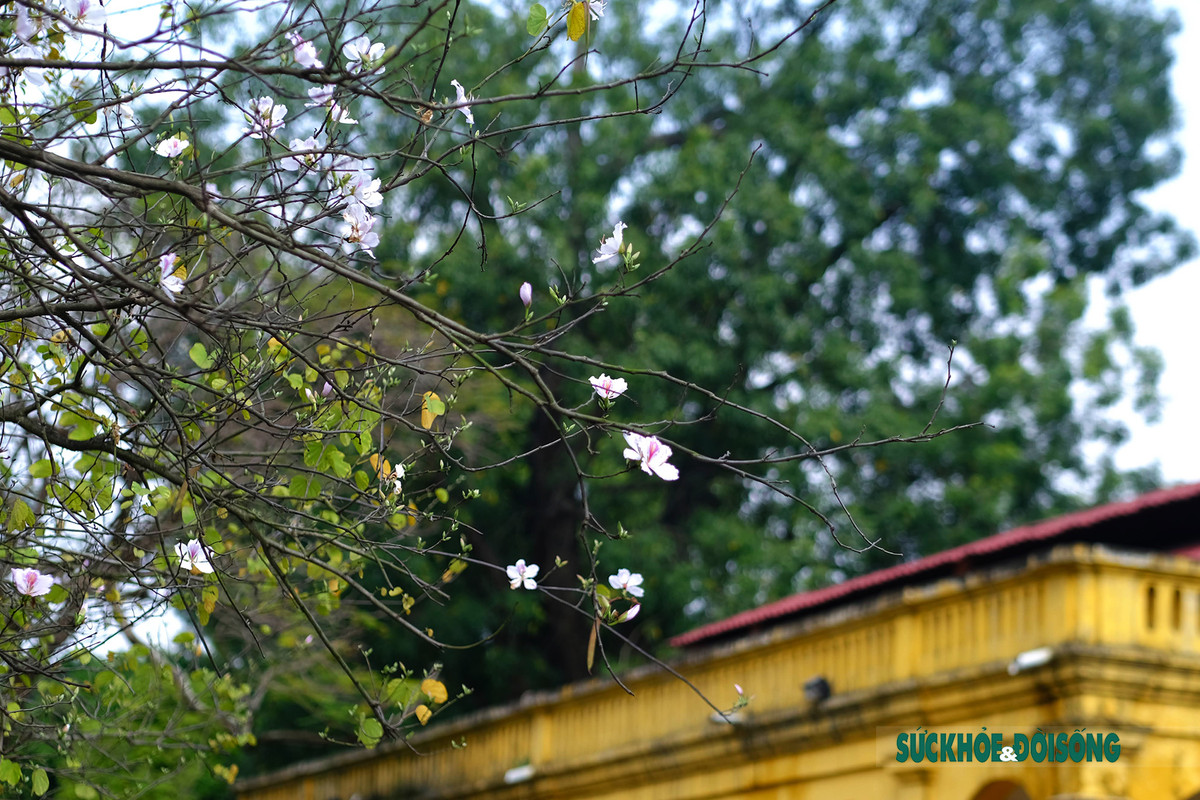 Vẻ đẹp của loài hoa từ núi rừng Tây Bắc.