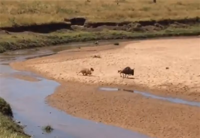Video: Linh duong dau bo bo mang vi dam thach thuc su tu