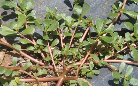 3 loai rau re beo an vao benh tat it ghe tham