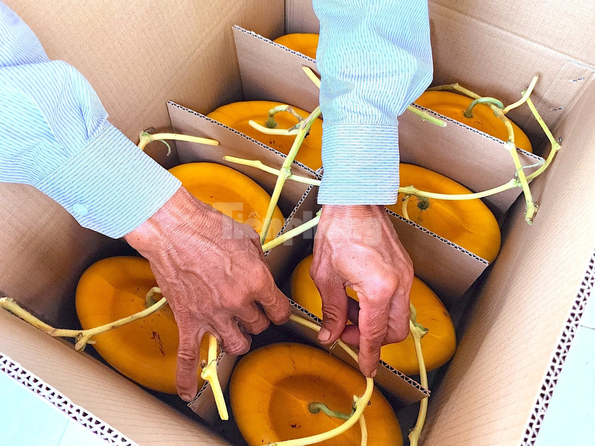 Dưa hấu tạo hình của ông Cưng được đóng thùng cẩn thận và được bảo hành (Ảnh: Kim Hà).