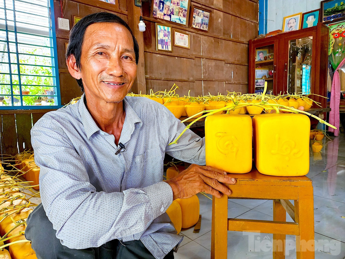 Nói về cơ duyên đến với việc tạo hình dưa hấu, ông Cưng cho biết, gia đình ông vốn có truyền thống trồng dưa hấu chưng Tết nên ông cũng nối nghiệp cha mẹ. Vào năm 2000, trong một lần đào mương, rồi dùng 2 tấm gỗ chặn đường mương thì có một trái dưa hấu non kẹt ở giữa nhưng ông không để ý. Đến ngày thu hoạch dưa thì bất ngờ phát hiện trái dưa hấu đó bị 2 tấm gỗ ép lại tạo thành 2 mặt phẳng nhưng trái vẫn bóng đẹp, không bị hư nên ông mới nảy sinh ý tưởng làm dưa hấu vuông (Ảnh: Kim Hà).