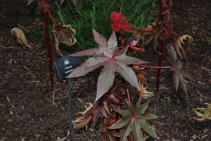 Khu vuon dang so nhat: Ngui mot chut co the nguy hiem tinh mang-Hinh-4