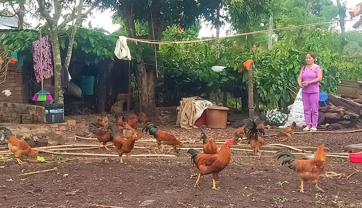Nuoi ga ri kieu gi ma nong dan o Dak Lak ban het sach