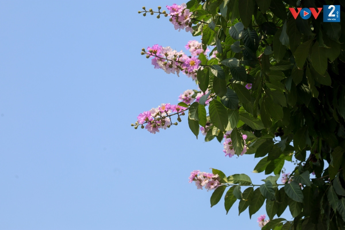 Hoa thường mọc thành từng chùm ở đầu cành, cành hoa có chiều dài từ 20-30 cm.