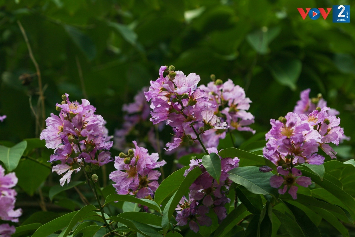 Mùa hoa bằng lăng đến nhanh nhưng cũng chóng tàn, chỉ sau vài cơn mưa mùa hạ, những cánh hoa đã nhạt màu rồi rụng dần.