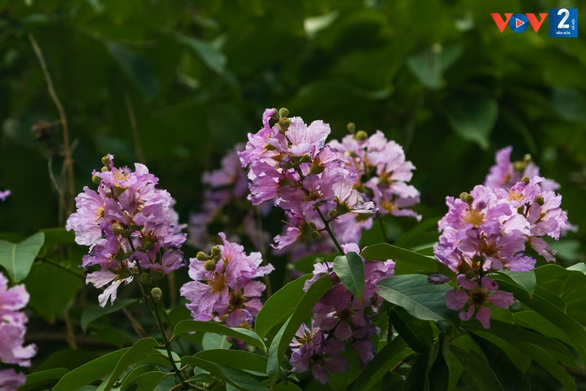 Mùa hoa bằng lăng đến nhanh nhưng cũng chóng tàn, chỉ sau vài cơn mưa mùa hạ, những cánh hoa đã nhạt màu rồi rụng dần.