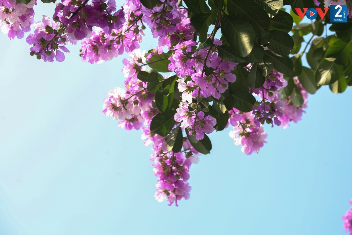 Mỗi bông hoa nở xòe rộng với 6 cánh hoa mỏng, nhẹ như xác pháo.