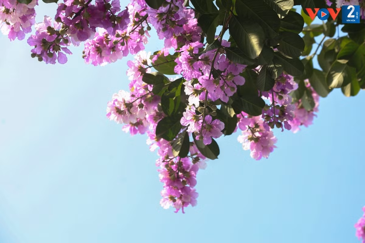 Mỗi bông hoa nở xòe rộng với 6 cánh hoa mỏng, nhẹ như xác pháo.