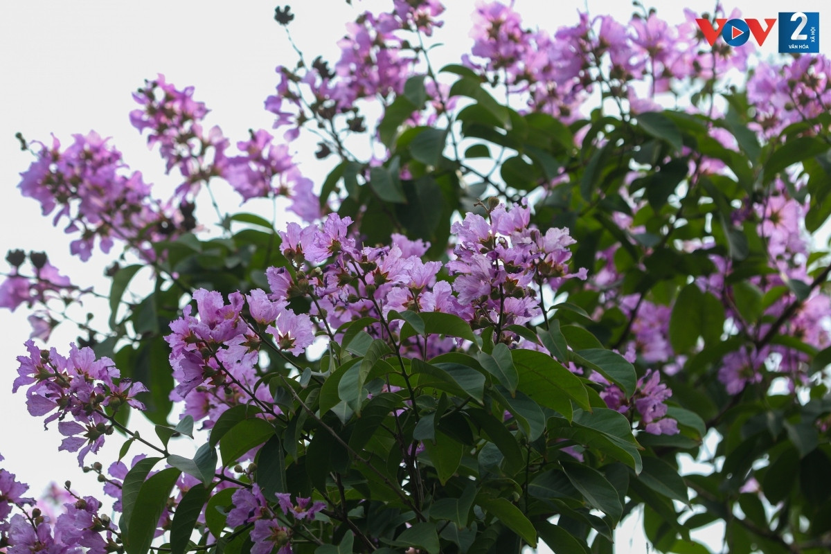 Không có hương mà chỉ có sắc nên bằng lăng cứ nở hết mình, sắc tím nhạt của những bông bằng lăng đã nở đan xen những nụ hoa chúm chím.