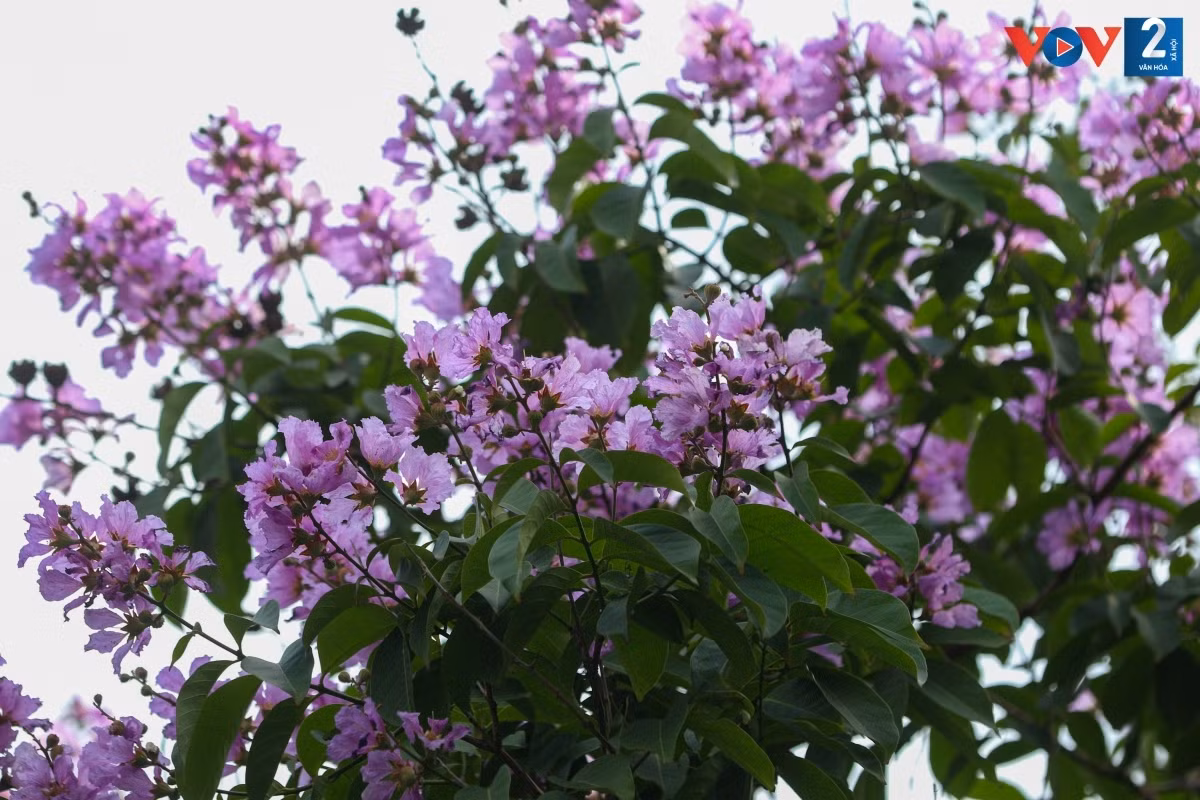 Không có hương mà chỉ có sắc nên bằng lăng cứ nở hết mình, sắc tím nhạt của những bông bằng lăng đã nở đan xen những nụ hoa chúm chím.