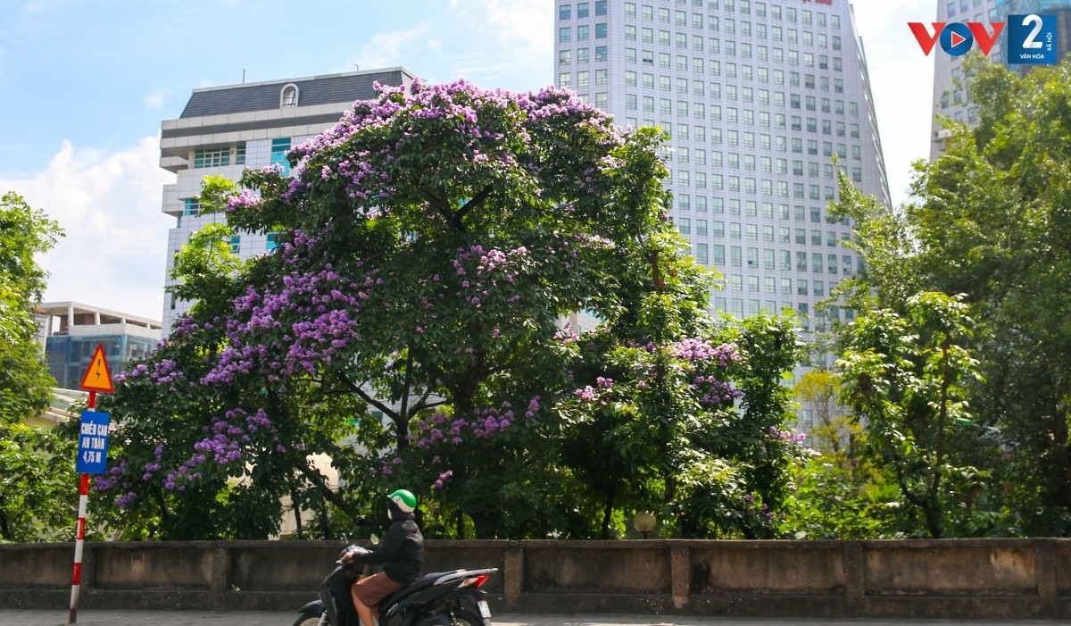 Dọc theo đê Nguyễn Khoái, Trần Khát Chân, nút giao ngã tư dốc Vạn Kiếp với phố Trần Hưng Đạo, hàng bằng lăng tím nở rộ.