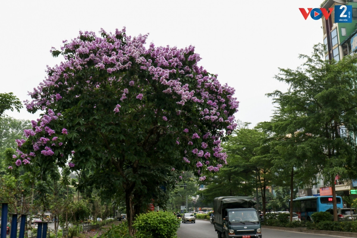 Hoa bằng lăng nở ngợp trời Hà Nội, sắc tím trải dài trên nhiều con phố vẽ nên một bức tranh vô cùng thơ mộng.