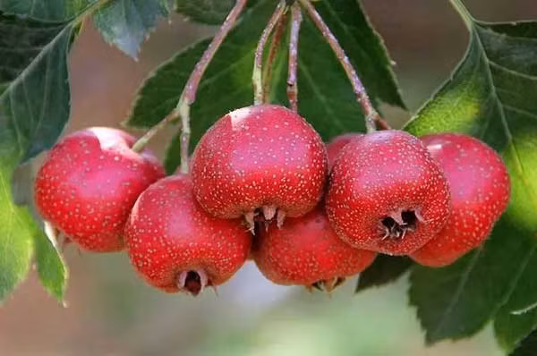 Qua cam co 1 bo phan co the chong ung thu-Hinh-2