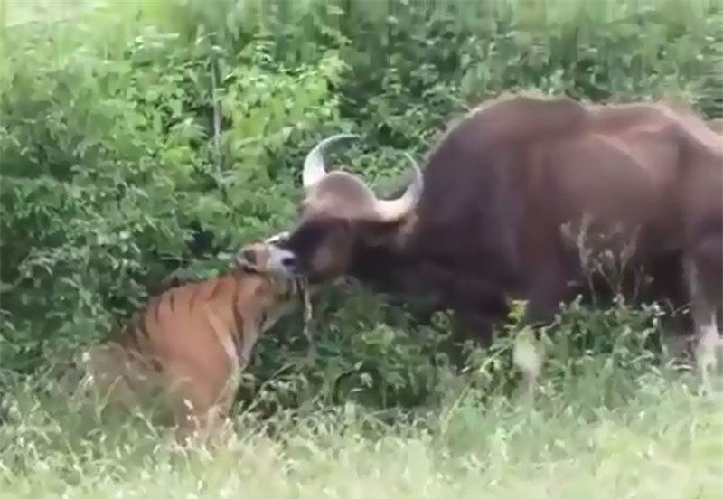 Video: Màn săn bò tót “siêu tốc” của hổ Sumatra Video: Man san bo tot “sieu toc” cua ho Sumatra
