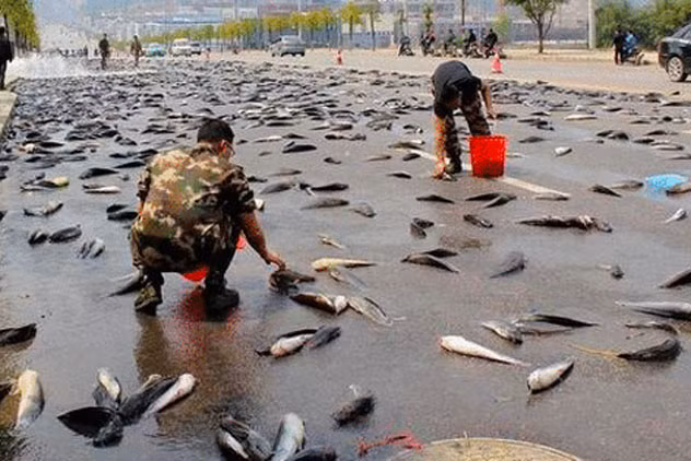 Tai sao co nhung con mua trut ca, nhen, bo... ao ao xuong dat?